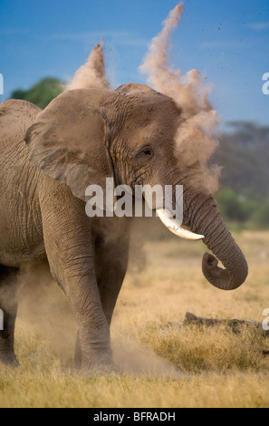 Elefante africano (Loxodonta africana) polvere di bull-la balneazione Foto Stock