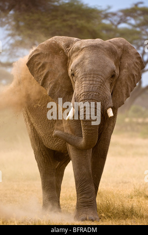 Un elefante bull avente un bagno di polvere. Foto Stock