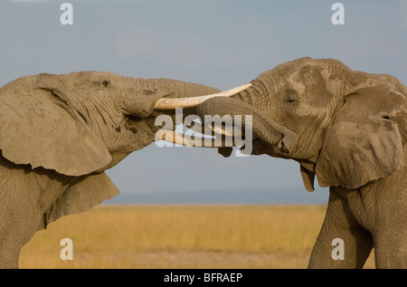 Due elefanti di bull pressione e spinta con le loro linee in un combattimento corrispondono. Foto Stock