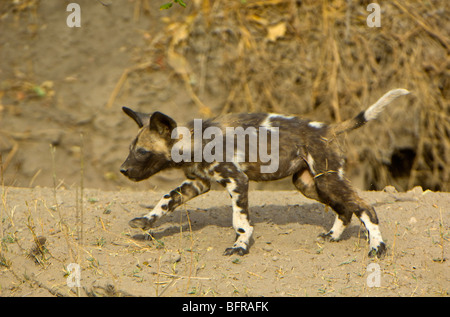 Selvatico Africano di cucciolo di cane (Lycaon pictus) in esecuzione Foto Stock
