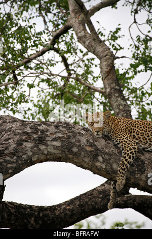 Una femmina di leopard giacente su un ramo di un albero di Marula Foto Stock