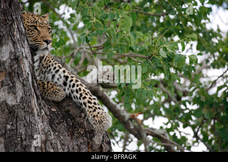 Una femmina di leopard in appoggio in una struttura ad albero Marula Foto Stock