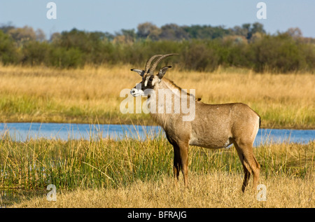 Vista laterale di Stefano Antilope (Hippotragus equinus) Foto Stock