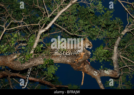 Alimentazione di Leopard su un impala nei rami di un albero al tramonto Foto Stock