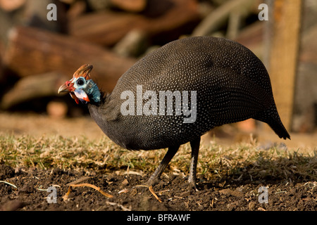 Helmeted Faraona (Numida meleagris) Foto Stock