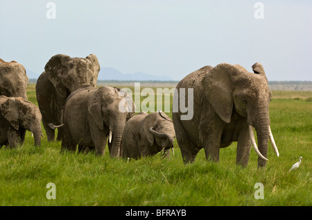 Gli elefanti africani mandria (Loxodonta africana) camminando attraverso l'erba Foto Stock
