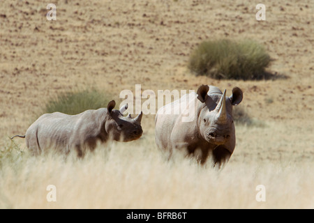 Deserto-adattato il rinoceronte nero Foto Stock