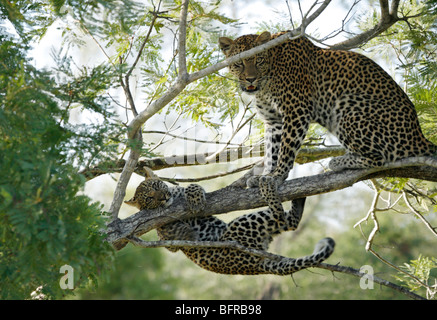 Un leopard e cub in una struttura ad albero con il cucciolo dopo aver staccato il suo ramo appesi Foto Stock