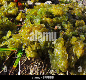 Nostoc alghe. Chalk Downland, Kent, Inghilterra, Regno Unito. Foto Stock
