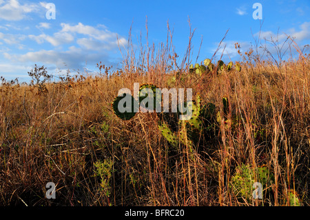 Cactus. Oklahoma, Stati Uniti d'America. Foto Stock