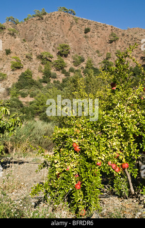 Dh agricoltura Grecia CRETA Melograno frutto Punica granatum in valle cretese Foto Stock