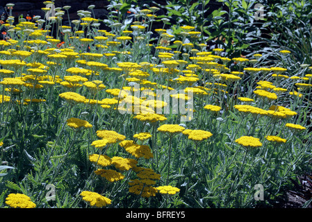 Achillea "Incoronazione Oro' AGM Foto Stock