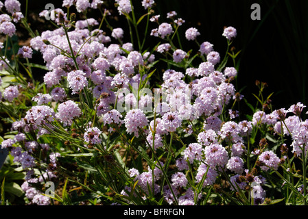 La verbena rigida f. lilacina 'Lilac Haze' Foto Stock