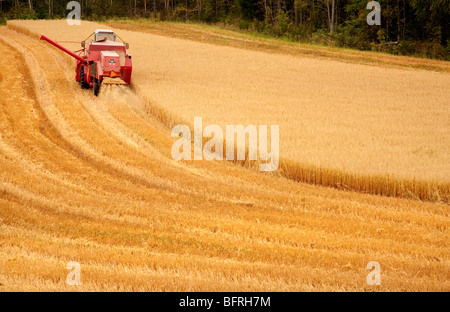 Mietitrebbia al lavoro , Finlandia Foto Stock