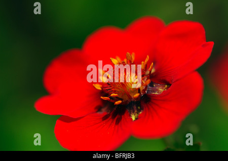 Potentilla fruticosa Gibsons Scarlet Foto Stock