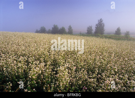 Il grano saraceno, Fagopyrum esculentum , Polonia paese , azienda agricola biologica, nebbia nebbia Foto Stock