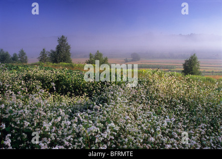 Il grano saraceno, Fagopyrum esculentum , Polonia paese , azienda agricola biologica, nebbia nebbia Foto Stock