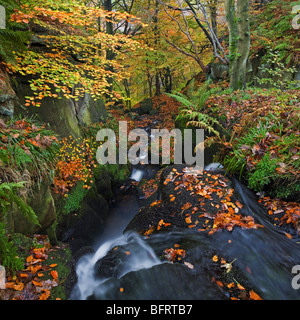 Caduto Foglie di autunno e la cascata nel paesaggio boschivo a Hardcastle Crags, Cragvale vicino Heptonstall, West Yorkshire Regno Unito Foto Stock