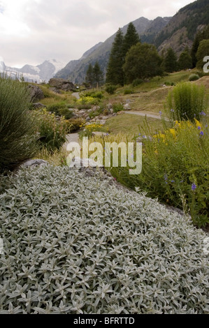 Cerastium tomentosum Parco Nazionale Gran Paradiso, Giardino Botanico Alpino Paradisia, Cogne, Valle d'Aosta, Italia Foto Stock