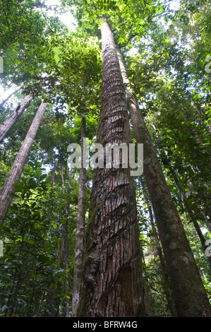 Bulletwood (Manilkara bidentata) habitat della foresta pluviale Foresta Pluviale Iwokrama scudo della Guiana Guyana Sud America Ottobre Foto Stock