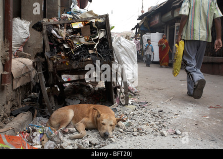 Cane di dormire sulla strada, Calcutta, West Bengal, India Foto Stock