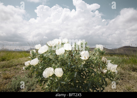 Fiori lungo l'autostrada 67, Texas, Stati Uniti d'America Foto Stock