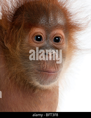 Close-up di baby Orangutan di Sumatra, 4 mesi di età, di fronte a uno sfondo bianco Foto Stock