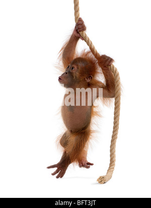 Baby Orangutang Sumatra, 4 mesi di età, appeso a una fune di fronte a uno sfondo bianco, studio shot Foto Stock