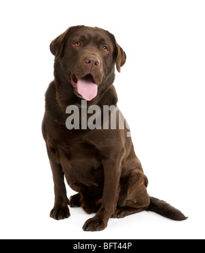 Il cioccolato Labrador, 4 anni, seduti di fronte a uno sfondo bianco, studio shot Foto Stock