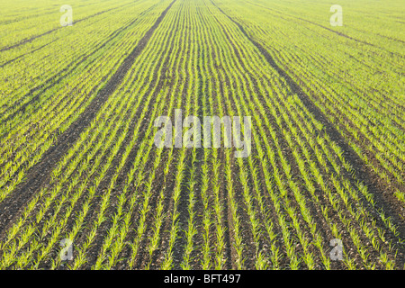 Campo di grano, Illmitz, Burgenland, Austria Foto Stock