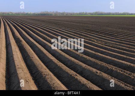 Campo di asparagi, Wallern im Burgenland, Burgenland, Austria Foto Stock