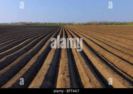 Campo di asparagi, Wallern im Burgenland, Burgenland, Austria Foto Stock