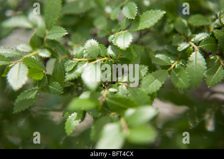 Foglie di Bonsai, Brooklyn Botanical Gardens, New York New York, Stati Uniti d'America Foto Stock