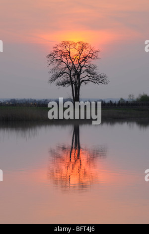 La riflessione di albero in lago di Neusiedl al tramonto, Burgenland, Austria Foto Stock