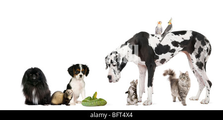 Gruppo di animali domestici di fronte a uno sfondo bianco, studio shot Foto Stock