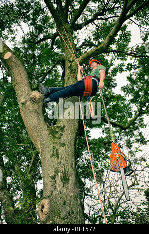 Arborist nella struttura ad albero, Devon, Inghilterra Foto Stock