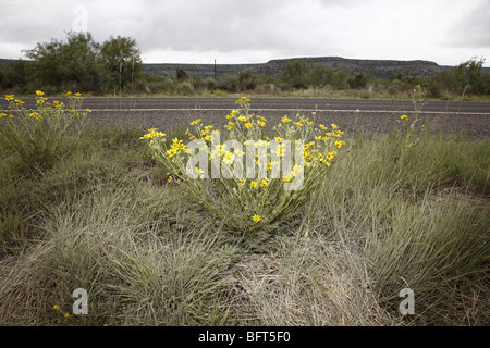 Fiori di campo sul lato della strada, Highway 90, Texas, Stati Uniti d'America Foto Stock