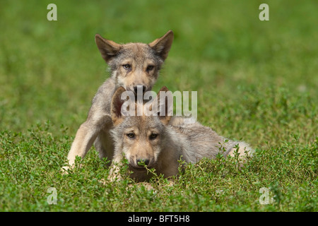 Cuccioli di lupo Foto Stock