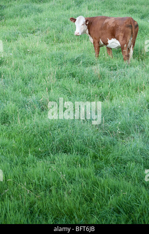 Mucca in un campo Foto Stock