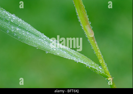 Gocce d'acqua sull'erba Foto Stock