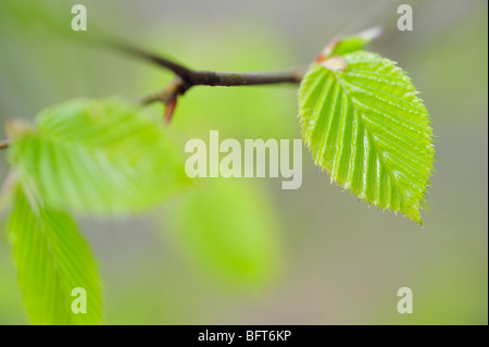 Carpino comune filiale Foto Stock