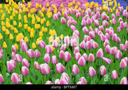 Tulipani giardini Keukenhof Lisse, Olanda Foto Stock