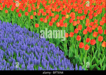 Giacinto di uva e tulipani Giardini Keukenhof Lisse, Olanda Foto Stock