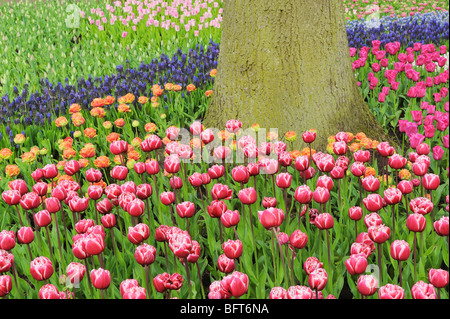 Tulipani giardini Keukenhof Lisse, Olanda Foto Stock