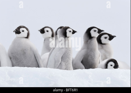 Pinguino imperatore pulcini, Snow Hill Island, Mare di Weddell, Antartide Foto Stock