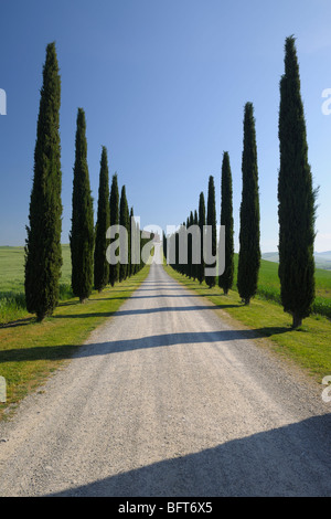 Road, Val d'Orcia, Toscana, Italia Foto Stock