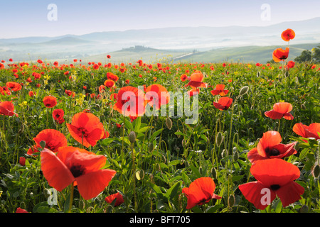 Papaveri, Castiglione d'Orcia, in provincia di Siena e della Val d'Orcia, Toscana, Italia Foto Stock