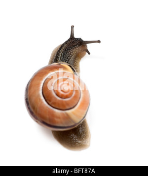 Lumaca giardino davanti a uno sfondo bianco, studio shot Foto Stock