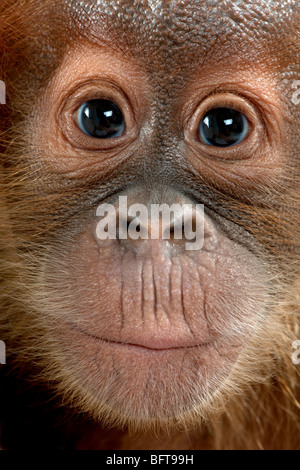 Close-up di baby Orangutan di Sumatra, 4 mesi di età Foto Stock