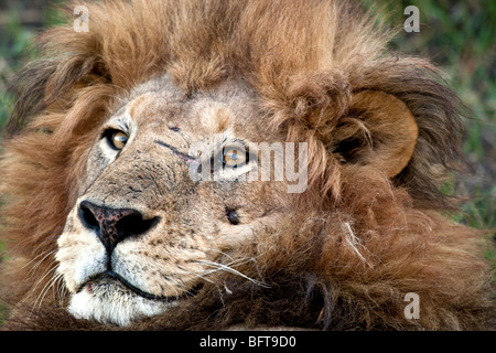 Close-up di leone maschio che mostra la faccia spaventata e luminosi occhi di perforazione Foto Stock